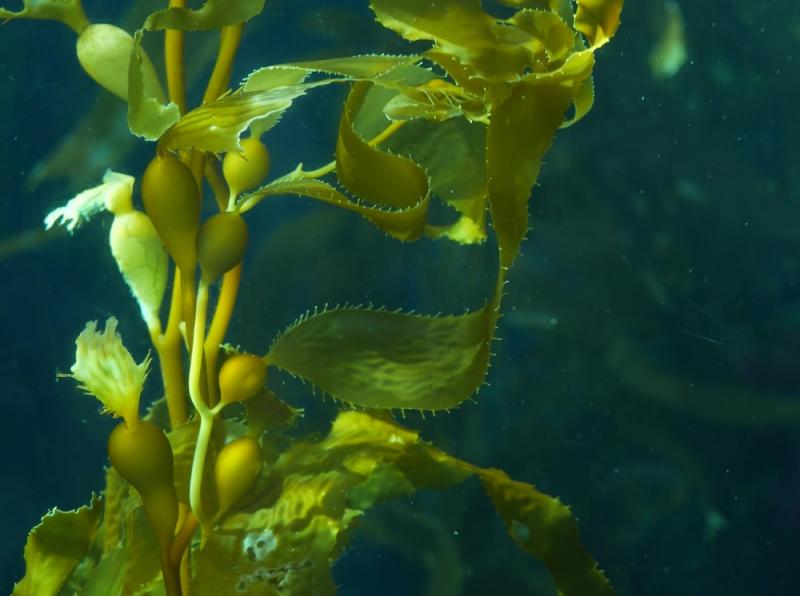 Kelp Plant Ocean