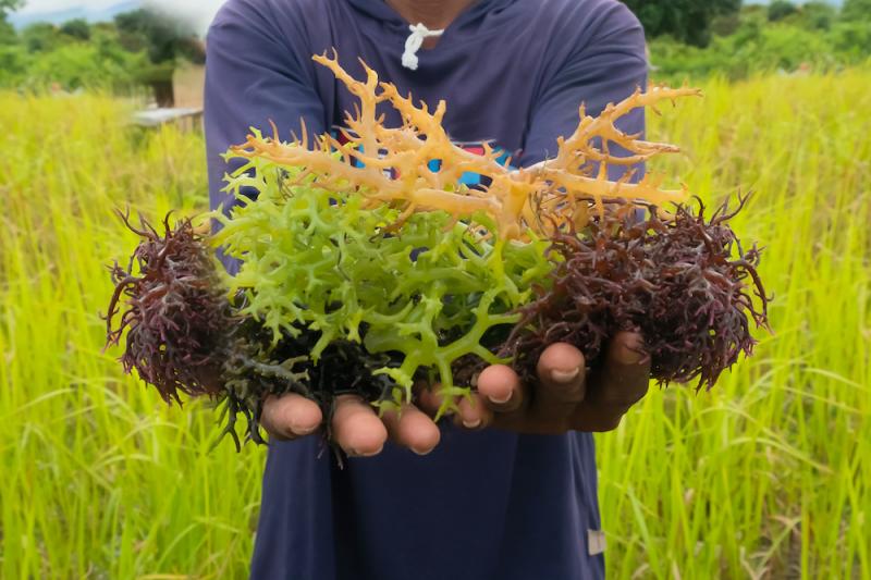 Holding Seaweeds