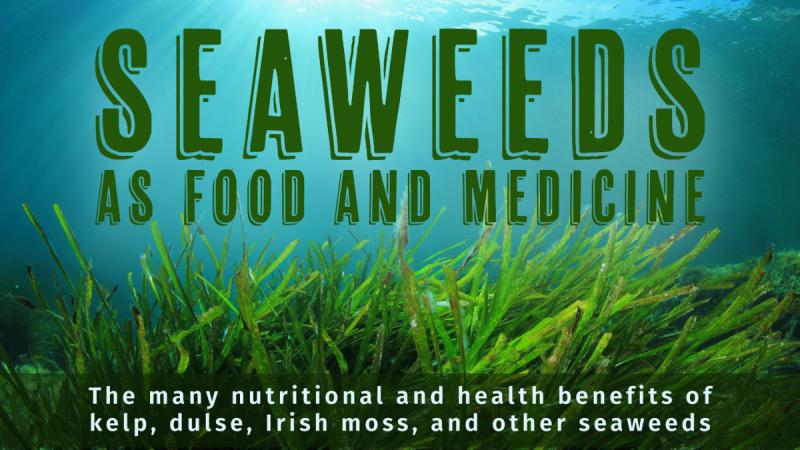 Seaweeds as Food and Medicine: The many nutritional and health benefits of kelp, dulse, Irish moss, and other seaweeds