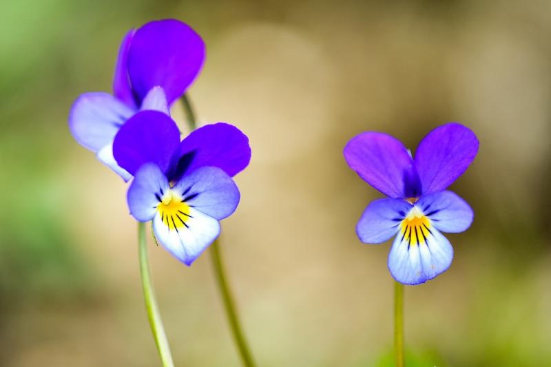 Heartsease Flowers