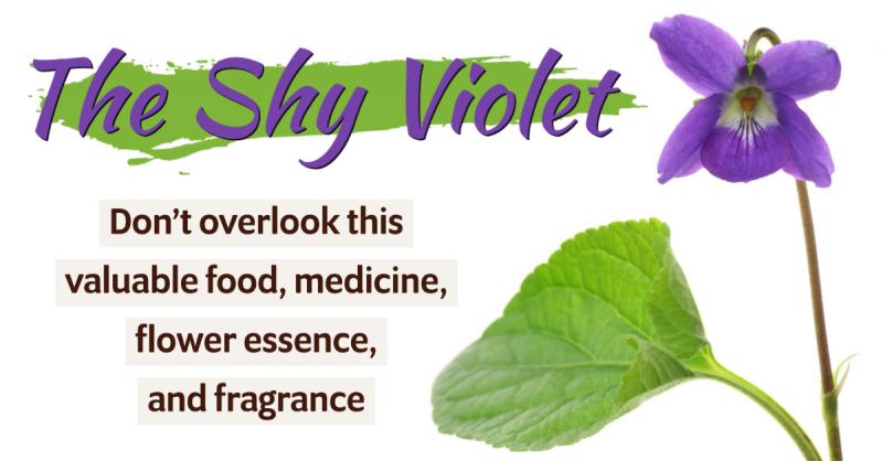 The Shy Violet: An easily overlooked medicine and flower essence