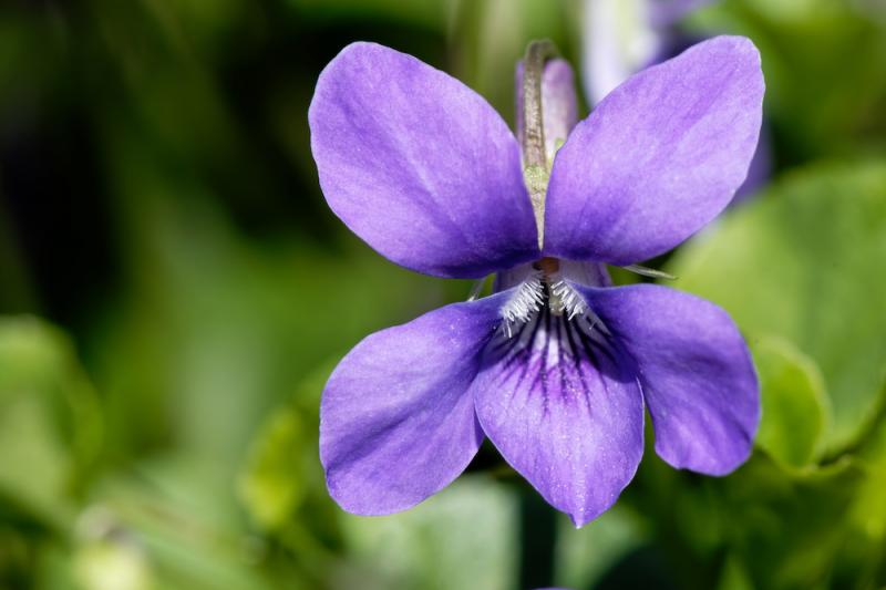 Violet Flower Close-Up