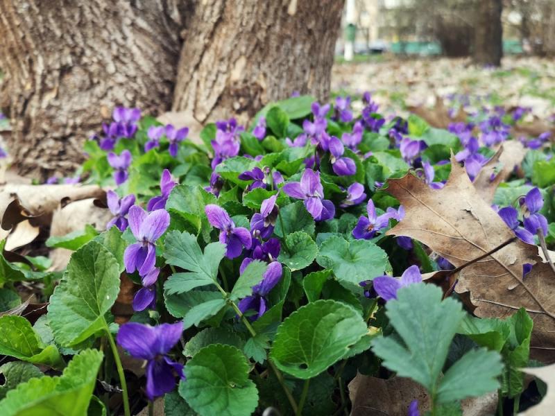 Violets in a Forest