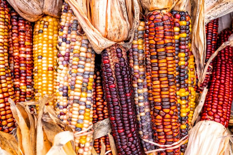 Colored Corn