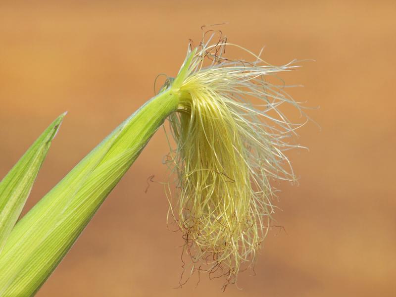 Corn Flower Silk