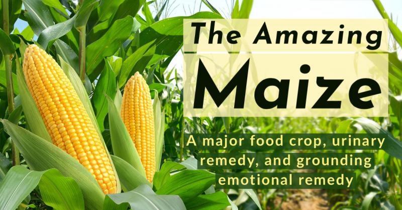 The Amazing Maize: Corn is a major food crop, urinary remedy, and grounding emotional remedy