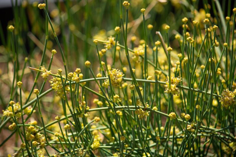 Chinese Ephedra