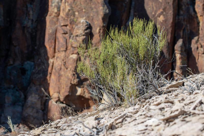 Green Ephedra