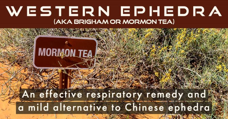Exploring Western Ephedra: Brigham tea is an effective respiratory remedy and mild alternative to Chinese ephedra