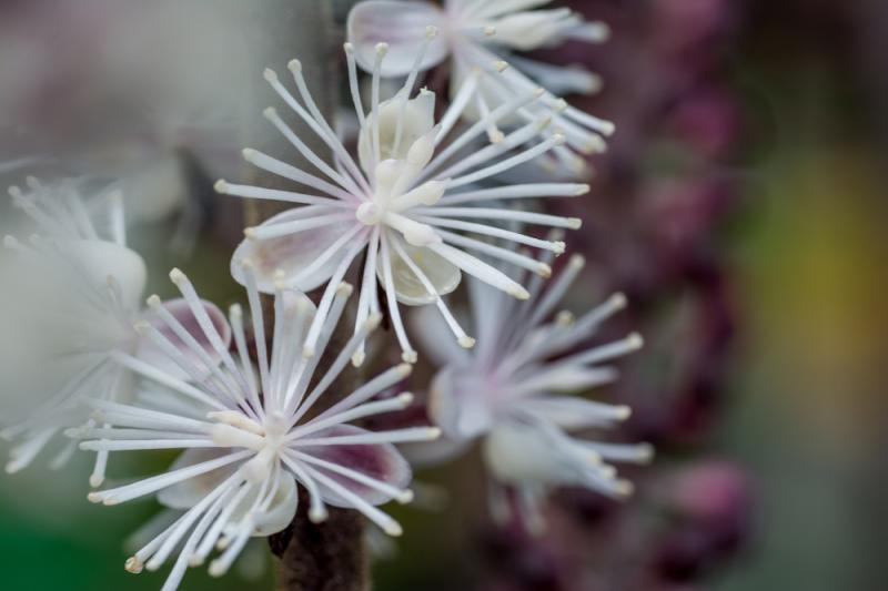 Black Cohosh Flowers Close-Up