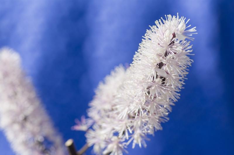 Black Cohosh Flowers