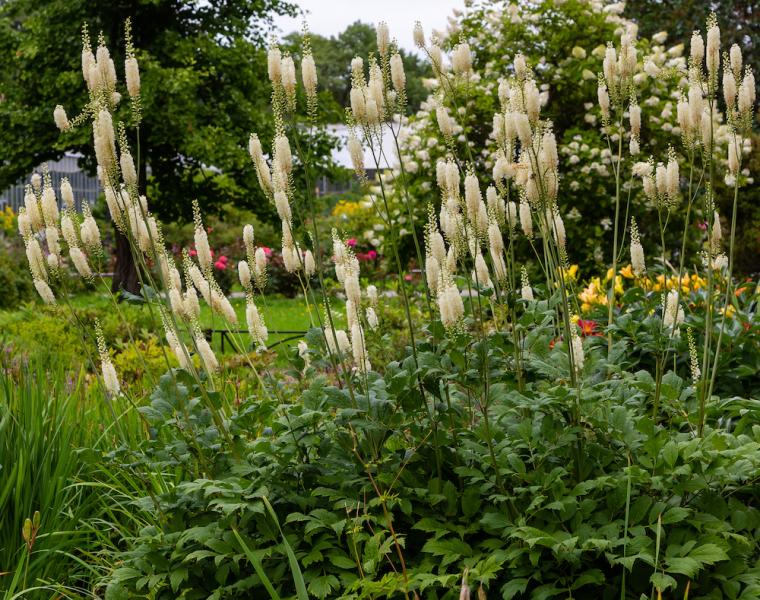 Black Cohosh Flowering Plants