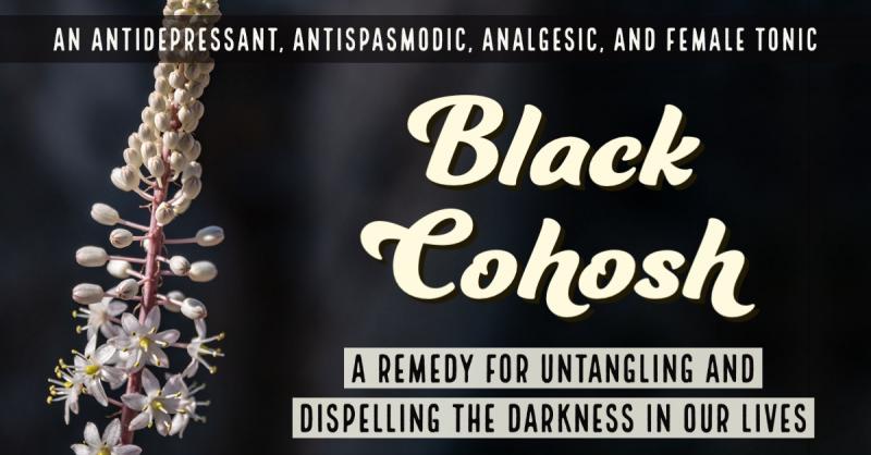 Black Cohosh: Untangling and Dispelling the Darkness: A female tonic, antidepressant, antispasmodic, and analgesic