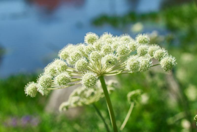 Angelica Flowering