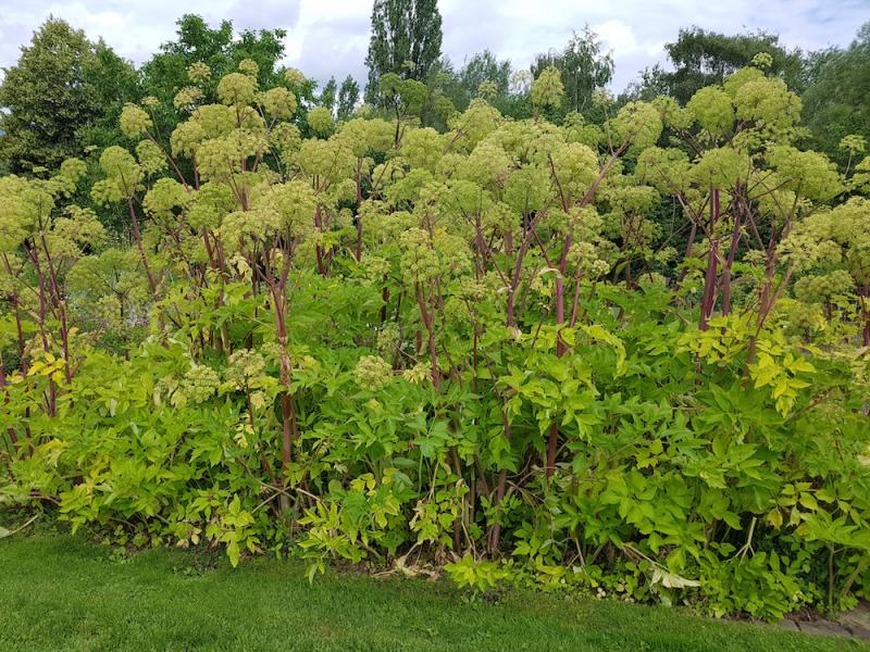 Angelica plants