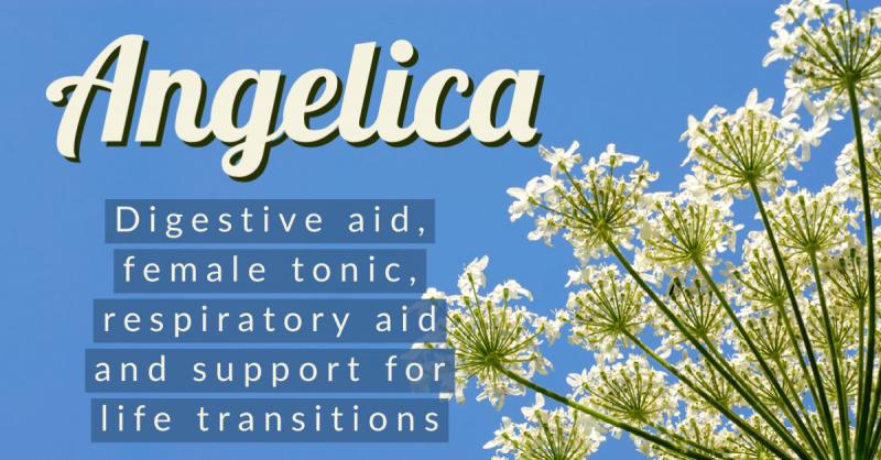 The Angelic Herb: Angelica aids digestion, respiration, female problems, and helps support major life transitions