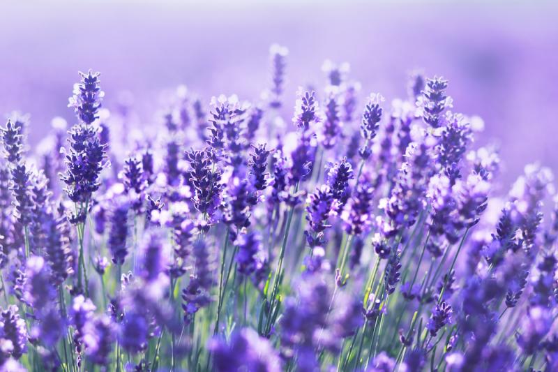 Lavender Flowers