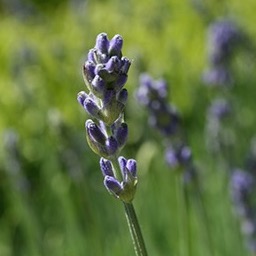 Lavender garden