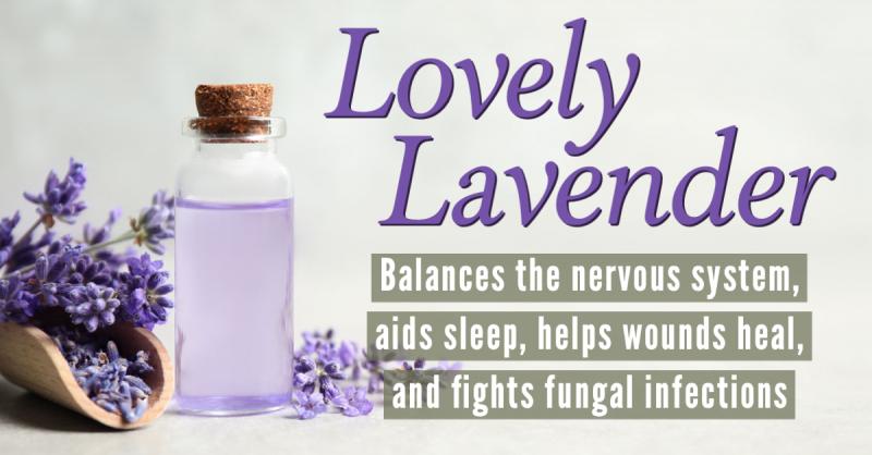 Lovely Lavender: Balancing the nervous system, aiding sleep, helping wounds heal, and fighting fungal infections