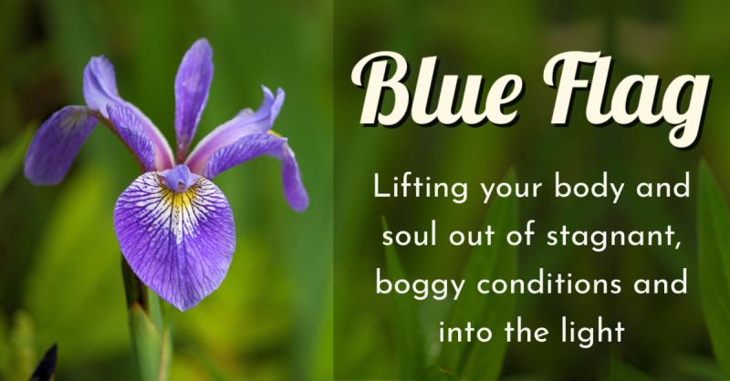 Blue Flag: Lifting your body and soul out of boggy conditions