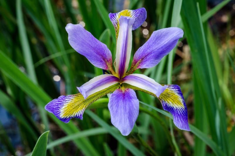 Blue Flag Flower