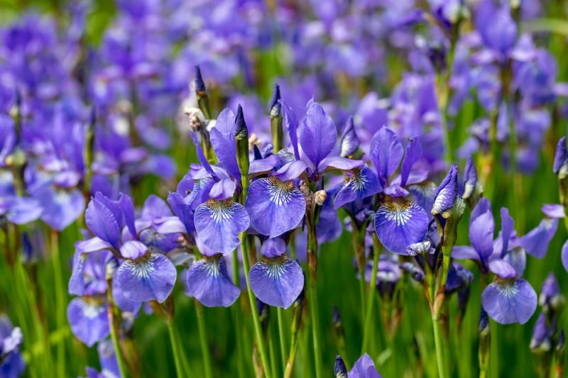 Blue Flag Flower Field