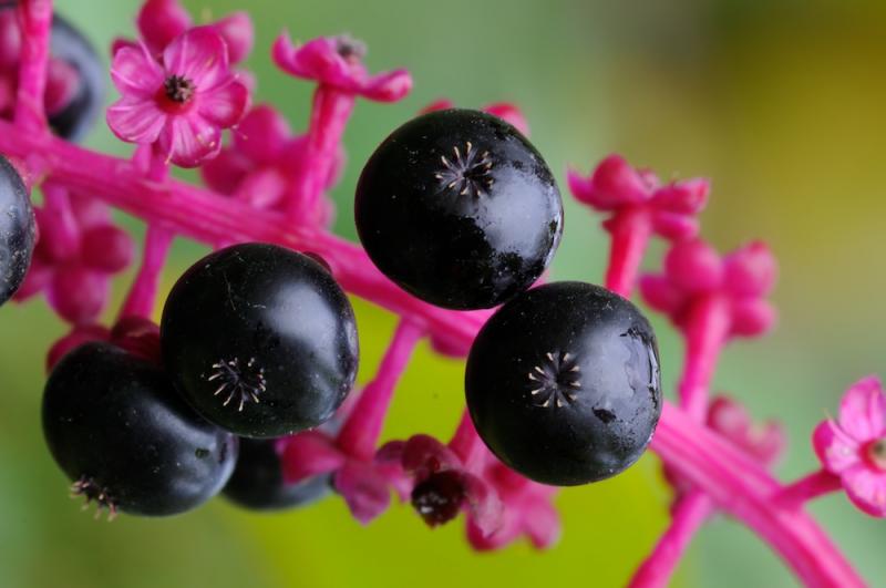 Poke Berries Close-Up