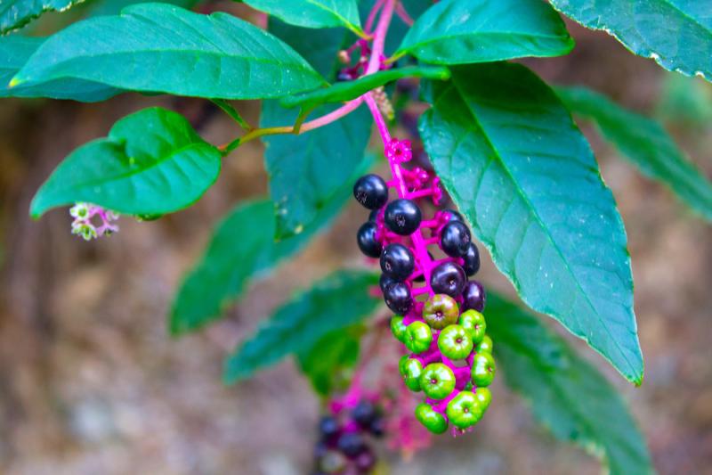 Poke Berries and Leaves