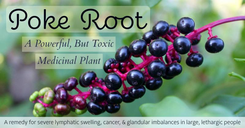 Pokeweed: A Powerful, But Toxic Medicinal Plant: A remedy for severe lymphatic swelling, cancer, & glandular imbalances in large, lethargic people