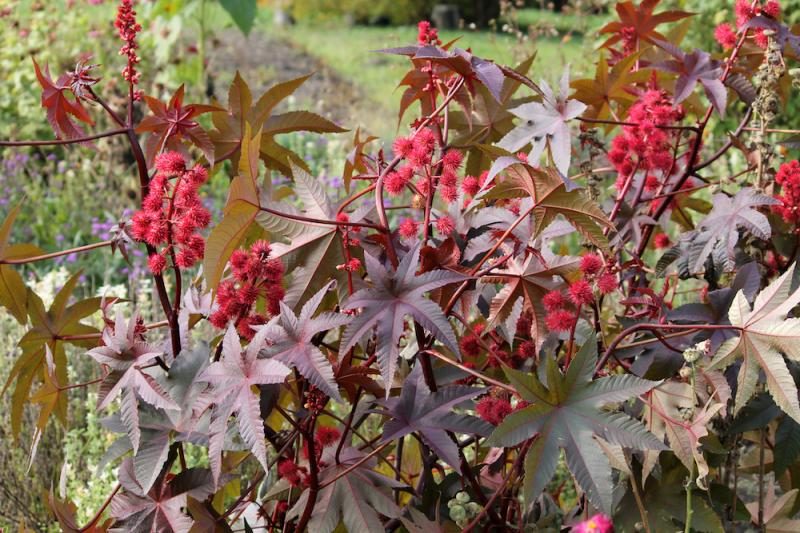 Castor Bean Plant