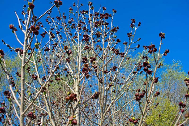 Flowering Paw Paw Tree