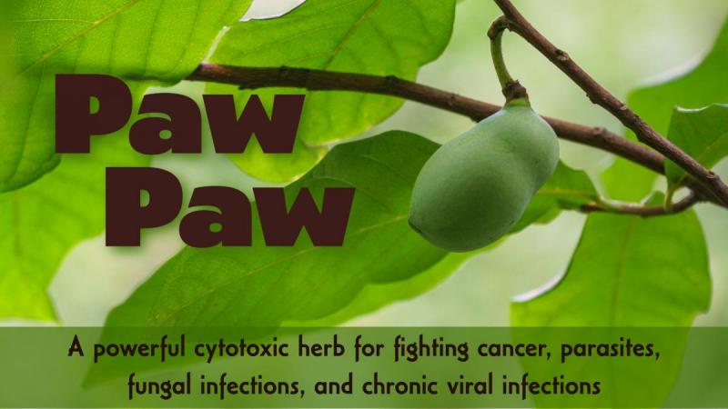 Paw Paw: A powerful cytotoxic herb for fighting cancer, parasites, fungal infections, and chronic viral infections
