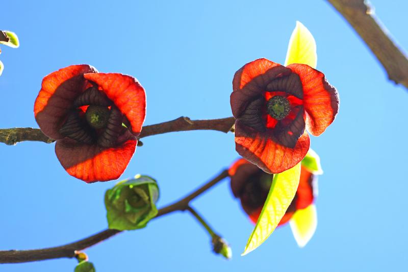 Paw Paw Flowers