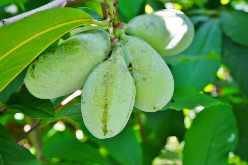 Paw Paw Green Fruits