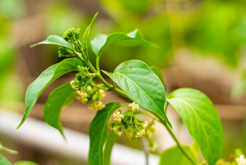 Gymnema Flowering