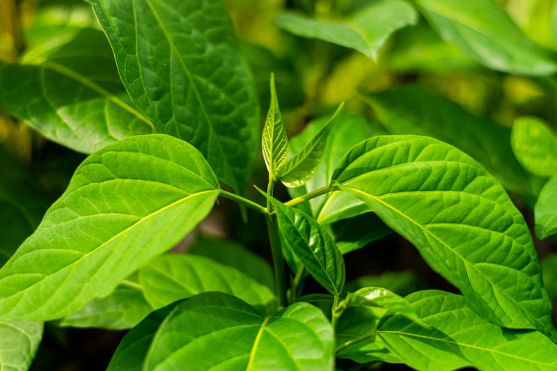 Gymnema Leaves