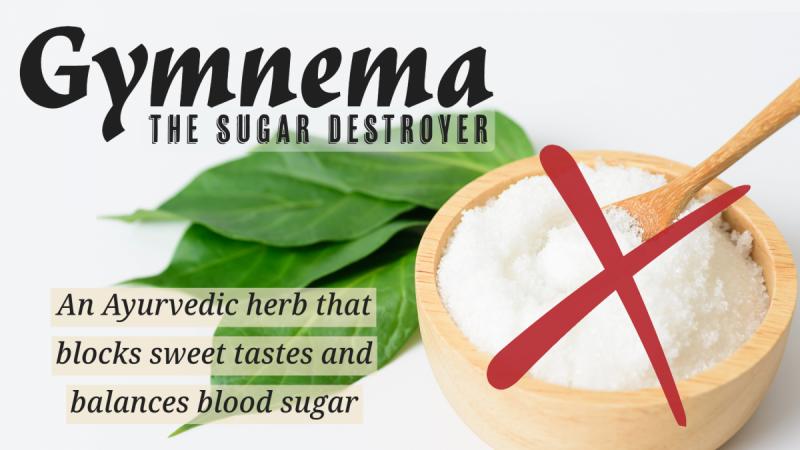 Gymnema: The Sugar Destroyer