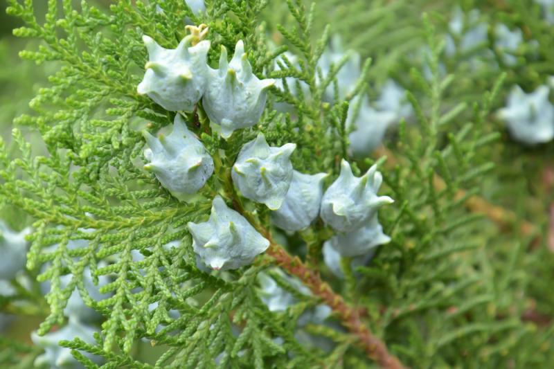 Arborvitae cones