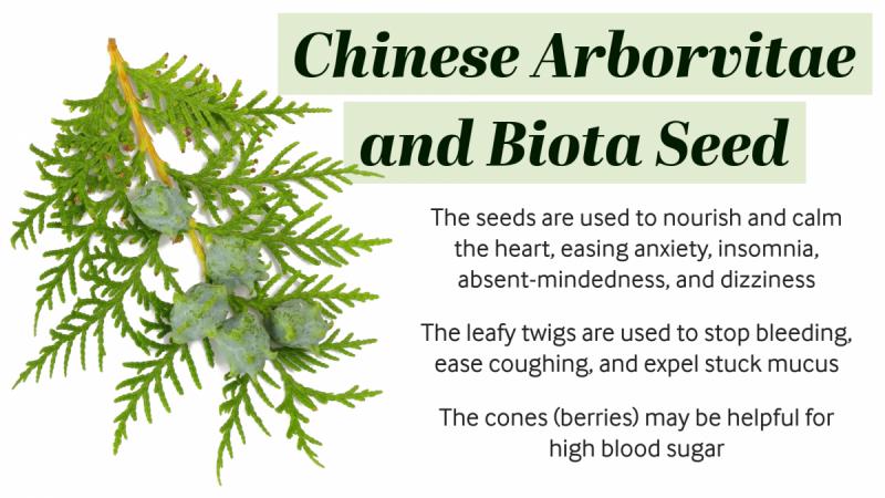 Chinese Arborvitae and Biota Seed: The many valuable medicinal uses of this common ornamental tree