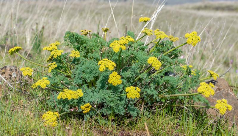 Grays Lomatium