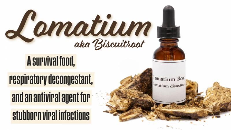 Lomatium (Biscuitroot): A survival food, powerful antiviral agent, and respiratory remedy