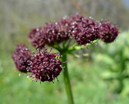 Lomatium Flowers