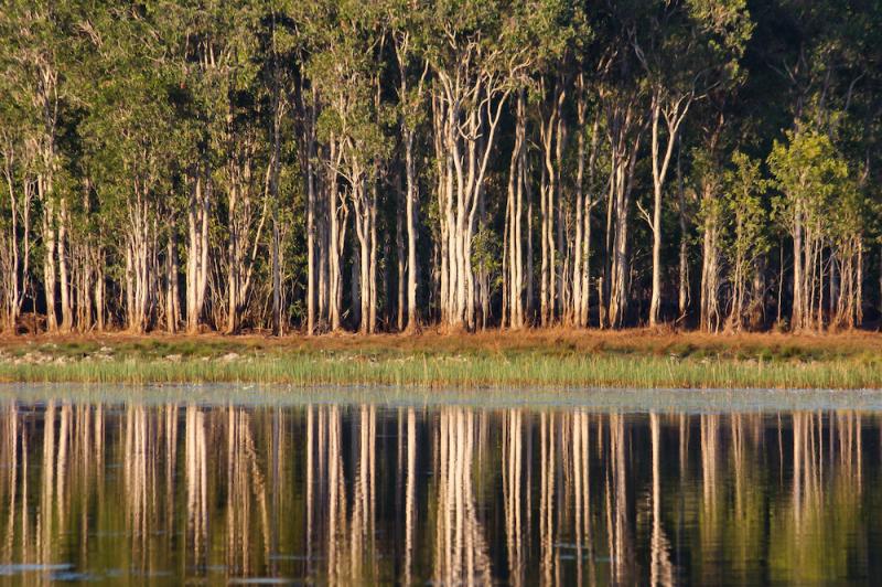 Melaleuca trees