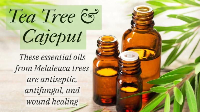 Tea Tree and Cajeput Oil: These essential oils from Melaleuca trees are antiseptic, antifungal, and wound healing