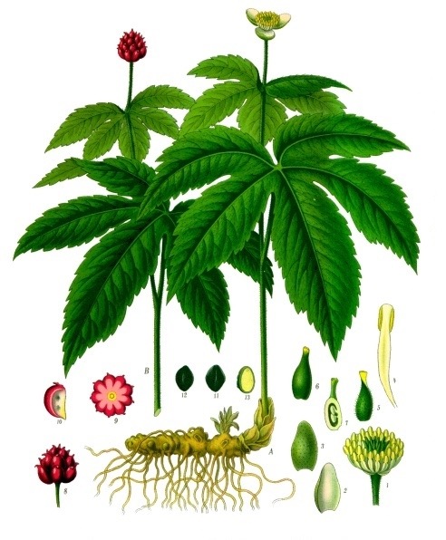 Goldenseal Botanical Illustration by Franz Eugen Köhler, Köhler's Medizinal-Pflanzen