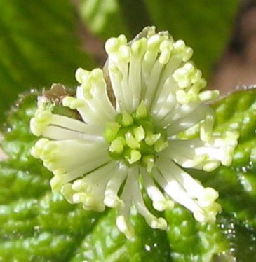 Goldenseal Flowers from Wikipedia Commons