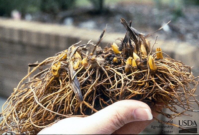 Goldenseal Roots from National Agroforestry Center, CC BY 2.0 , via Wikimedia Commons