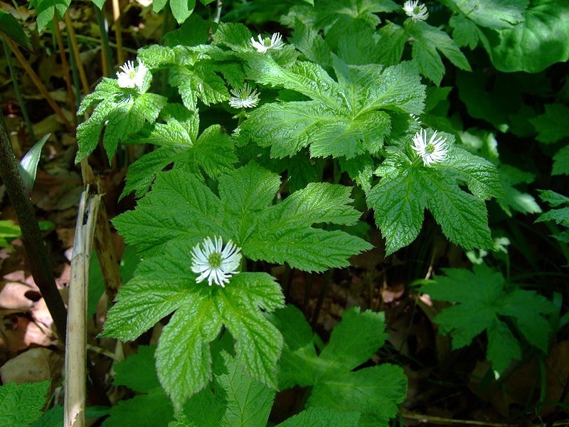 Goldenseal plants