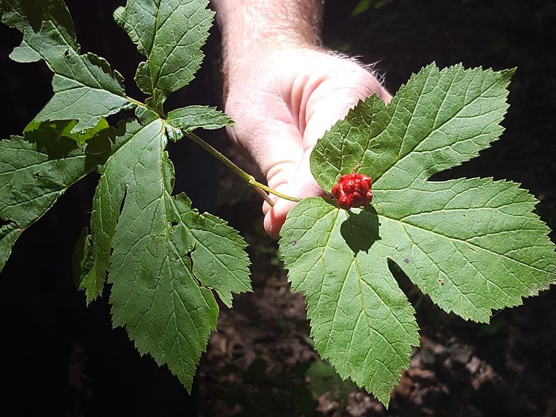 Goldenseal fruits by Mustangracer05 / CC BY-SA (https://creativecommons.org/licenses/by-sa/4.0)