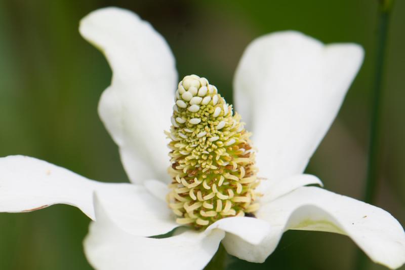 Yerba Mansa Flower